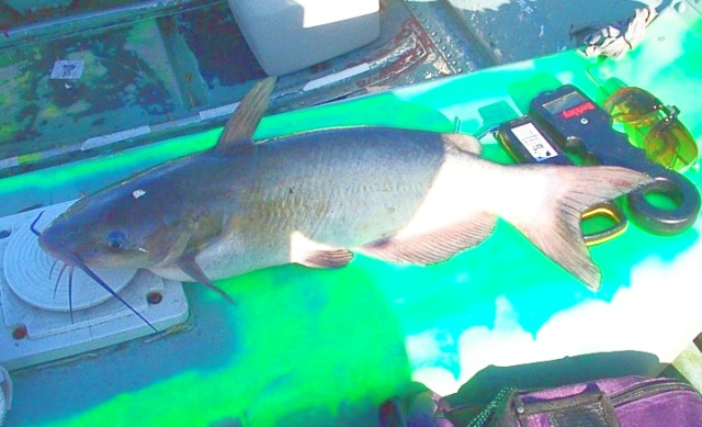6.4 channel cat 23 inches long in the boat !!