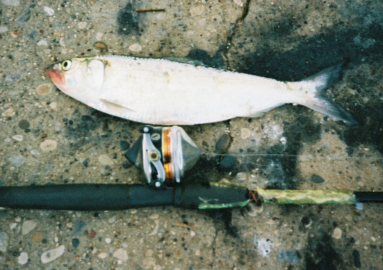 14 ich skipjack herring