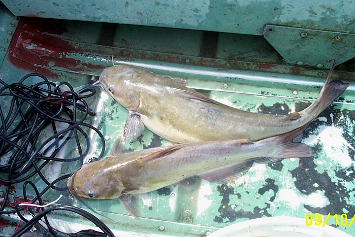 2 channel cats in boat!!