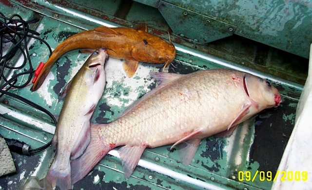 flathead,channel cat and carp in bottom of boat